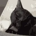 catattack