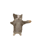 :catyippe: