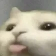 cat_uwu