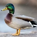duck