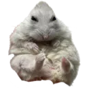 ChudRageHamster
