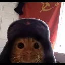 revolution_cat