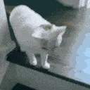 petCat petCat