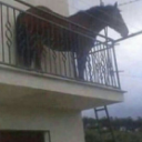 Horse Discord emoji