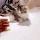 cutecatto