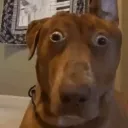 fuckassdog fuckassdog
