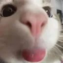 97223catbleh