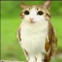 meowl