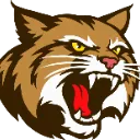 bobcats bobcats