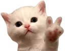 kittenpeace
