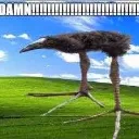 bird