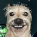 jimmydog