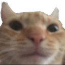 4479catstare Discord sticker from Taberna Geek