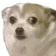 wtf Discord Emoji | Sammy's Indie-Electro Lounge