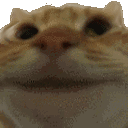 yescat animated emote - CommunityOne Builders Help