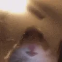 hamstermeme