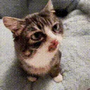 asku