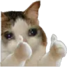 ok_cat ok_cat
