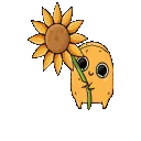 sunflower sunflower