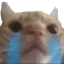 sadcat