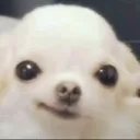 heh