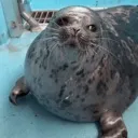 cuteseal