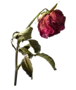 wiltedrose16k