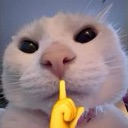 cattoshh custom emote | ⋆˚𝜗 night owls 𝜚˚⋆