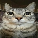 Cattoo Discord Emoji - ⋆˚𝜗 night owls 𝜚˚⋆