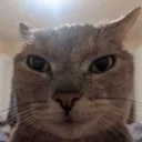 azocat