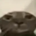 cat_loss cat_loss