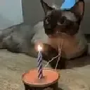 kit_birthday