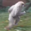 gibbonrun gibbonrun