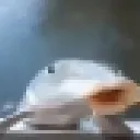 penis