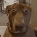 dogstre dogstre