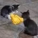 cathandshake