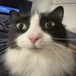 osjwtBittiesRave