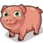 Pig_Benis