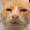 cat_confusion