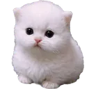 chudpert