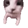 catKISS