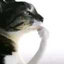 Catthinking