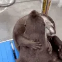 d_Otter_hug d_Otter_hug