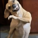 A brown dog tilting its head and holding one paw up to its shoulder with a smug, sassy expression.