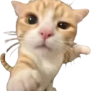 youuukitten