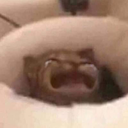 catcryy Discord Emoji - mr LEGEND