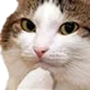 catthink