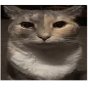 cat_stare