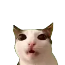 cateat