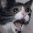 catwhysaythat